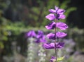 Bright Purple Salvia Viridis Foliage Royalty Free Stock Photo