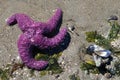 Vibrant purple sea star on the beach in the sun waiting for the tide to come back in Royalty Free Stock Photo