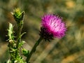 Bright Purple Thistle with Bokeh Background Royalty Free Stock Photo