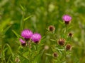 Bright purple thistle flowers, close up, with green blur background Royalty Free Stock Photo