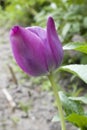 Bright purple tulip in a sunny meadow with blurry background Royalty Free Stock Photo