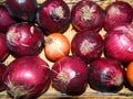 Bright purple vegetable onion