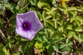 A bright purple vine flower Ipomoea cairica also called mile-a-minute vine, Messina creeper, Cairo morning glory, coast morning Royalty Free Stock Photo
