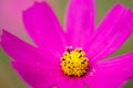 A macro close-up image of a bright purple violet colored flower with wide open petals and yellow colored filaments and anthers