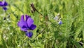 Bright purple violet flower of Viola tricolor close up. flower of Viola tricolor also known as Wild Pansy and Heartsease flower Royalty Free Stock Photo