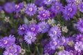 Bright purple Vygies Lampranthus hoerleinianus Royalty Free Stock Photo