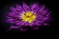 A bright purple water lily in the pool Royalty Free Stock Photo