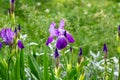 Bright purple, white, blue and violet blooming Iris xiphium Bulbous iris, sibirica flowers on green leaves and grass background. Royalty Free Stock Photo