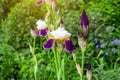 Bright purple, white, blue and violet blooming Iris xiphium Bulbous iris, sibirica flowers on green leaves and grass background. Royalty Free Stock Photo