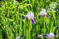 Bright purple, white, blue and violet blooming Iris xiphium Bulbous iris, sibirica flowers on green leaves and grass background Royalty Free Stock Photo