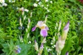 Bright purple, white, blue and violet blooming Iris xiphium Bulbous iris, sibirica flowers on green leaves and grass background Royalty Free Stock Photo