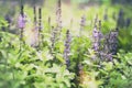 Bright purple wild flowers in soft focus and with beautiful bokeh, natural background and texture Royalty Free Stock Photo