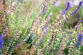 Bright purple wild flowers in soft focus and with beautiful bokeh, natural background and texture Royalty Free Stock Photo