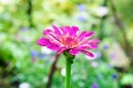 Bright purple zinnia flower on blurry background Royalty Free Stock Photo