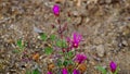 A bright purple bloom in the meadows. Royalty Free Stock Photo