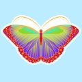 a bright rainbow butterfly