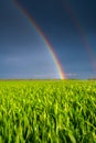 Bright rainbow over green field Royalty Free Stock Photo