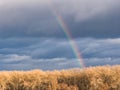 Bright rainbow over trees against dark sky Royalty Free Stock Photo