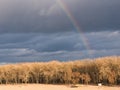 Bright rainbow over trees against dark sky Royalty Free Stock Photo