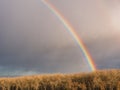 Bright rainbow over trees against dark sky Royalty Free Stock Photo