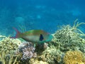 Bright rainbow parrotfish on reef