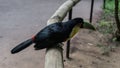 A bright Ramphastos dicolorus green-billed toucan is sitting on a perch