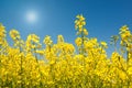 Bright rape oilseed flowers in field with blue sky Royalty Free Stock Photo