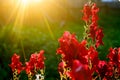 Bright rays of the setting sun at sunset illuminate the red buds of flowers Snapdragon in the garden area. Royalty Free Stock Photo