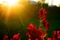 Bright rays of the setting sun at sunset illuminate the red flower buds Snapdragon in the garden area Royalty Free Stock Photo