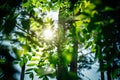 Bright rays of sun break through the green foliage of trees. Beautiful summer floral bokeh background. Photo wallpapers Royalty Free Stock Photo