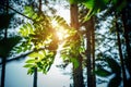 Bright rays of sun break through the green foliage of trees. Beautiful summer floral bokeh background. Photo wallpapers Royalty Free Stock Photo