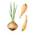 Bright realistic onion head with young green shoots and orange carrot. Watercolor hand painted illustration, isolated