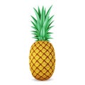 Bright realistic pineapple isolated on white background