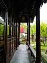 Bright red acer tree in Suzhou classical garden Royalty Free Stock Photo