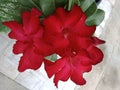 bright red adenium Red flowers blooming on the tree, beautiful, sweet, bright
