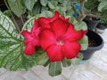 bright red adenium Red flowers blooming on the tree, beautiful, sweet, bright