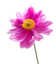 Bright red Anemone Daisy isolated on white background, including clipping path. Backlit photography