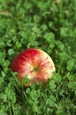 A bright red apple into green clovers Royalty Free Stock Photo