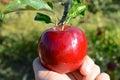 Bright red apple in hand Royalty Free Stock Photo