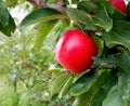 Bright red apple on a tree in an orchard Royalty Free Stock Photo