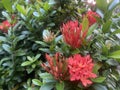 Bright red Ashoka flowers