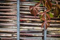 Bright red autumn leaves and berries of blue wild grapes growing on the fence, juicy background, copy space Royalty Free Stock Photo