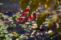 Bright red autumn leaves over water Royalty Free Stock Photo
