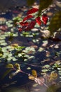 Bright red autumn leaves over water Royalty Free Stock Photo