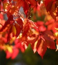 Bright red autumn leaves and small berries