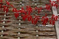 Bright red autumn leaves on a vine against a brown wicker fence Royalty Free Stock Photo