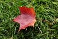 Bright red autumn maple leaf on a green grass Royalty Free Stock Photo