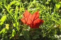 Bright red autumn maple leaf on a green grass Royalty Free Stock Photo