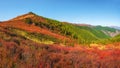 Bright red autumn mountain slope. Vivid foliage scenery with forest hills in sunlight. Picturesque mountains with golden greenery