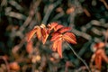 Bright red autumn rosehip leaves
